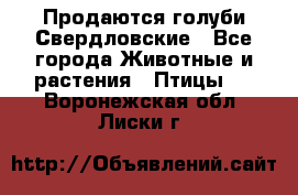 Продаются голуби Свердловские - Все города Животные и растения » Птицы   . Воронежская обл.,Лиски г.